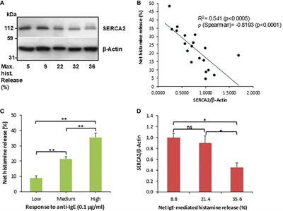 IgE-dependent human basophil responses are inversely associated with the sarcoplasmic reticulum Ca2+-ATPase (SERCA)